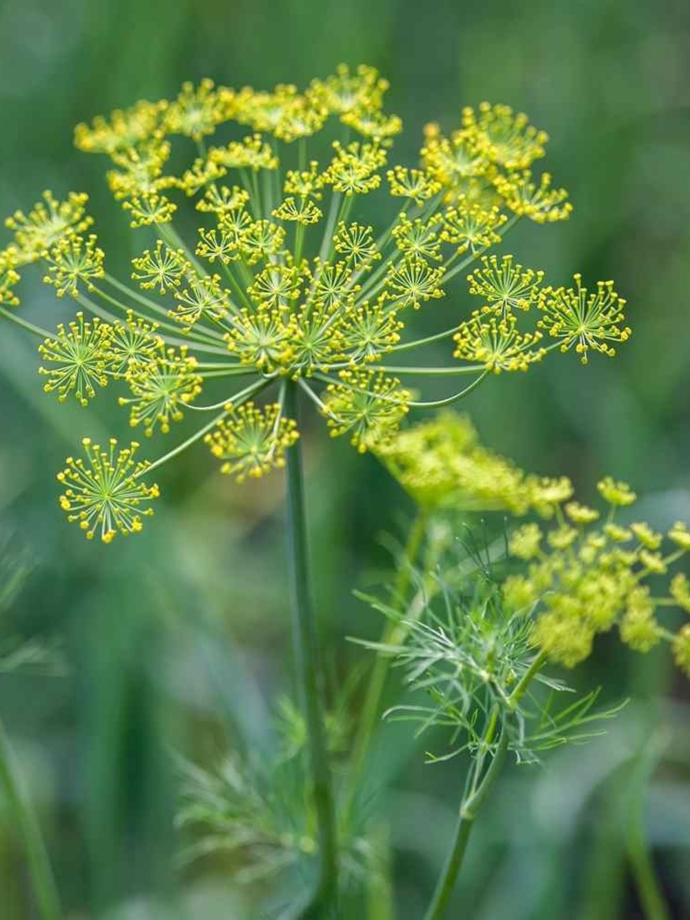 Dill Seeds - Picture 3 of 4